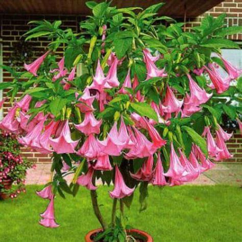 Growing Brugmansia: Learn Angel Trumpet Tree Care Tips [HOW TO]