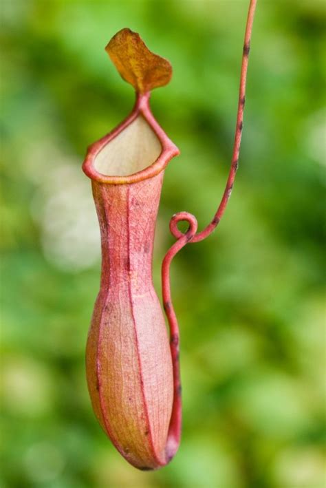 Growing Nepenthes Ventricosa (Pitcher Plant) | ThriftyFun