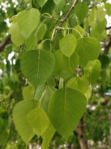 Banyan Tree Leaves stock image. Image of tree, environment - 10339843