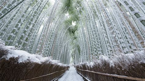 Arashiyama Bamboo Grove in winter - backiee