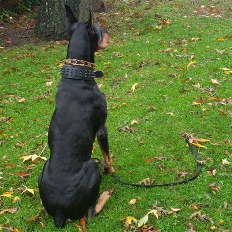 Pin on Doberman muscle