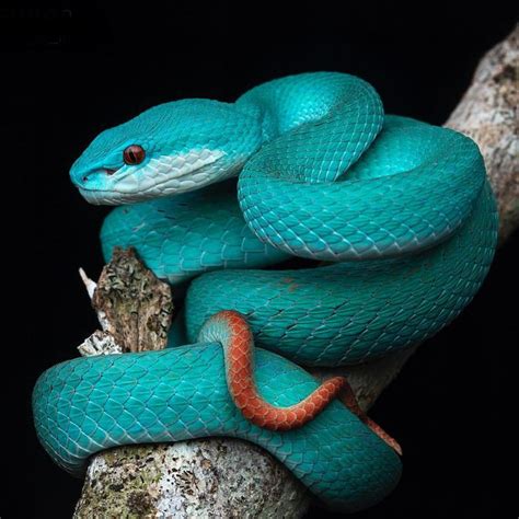 Can’t get bored about the blue form of the Lesser Sunda Pit Viper ...