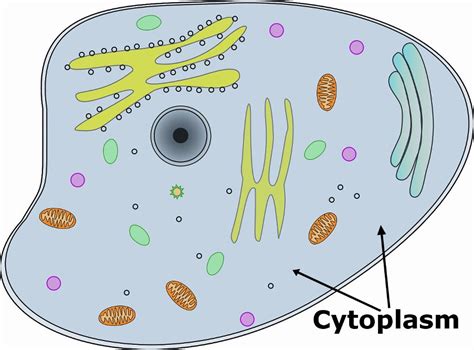 Animal Cell | Definition , Functions & Structure