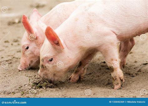 Two little pigs stock image. Image of livestock, domestic - 133042369