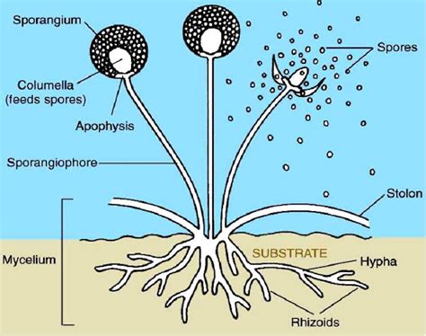 Kingdom Fungi In Detail : Biology Blog