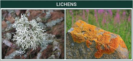 What are Lichens? - Types and General Characteristics of Lichens