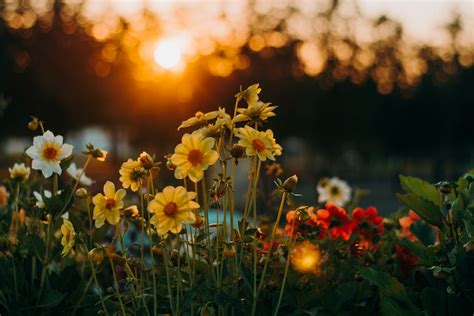 Flowers During Golden Hour · Free Stock Photo