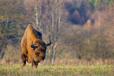 Stuff of fairy tales: stepping into Europe's last old-growth forest