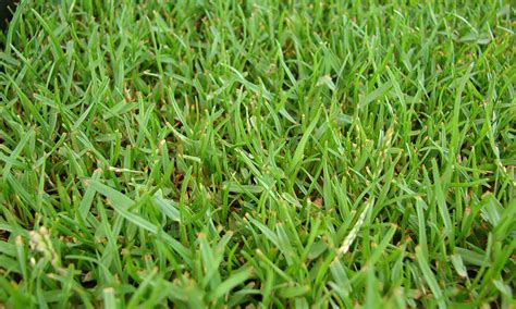 What Is Zoysia Grass? Guide to Growing Zoysia Grass & Problems