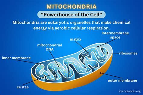 Mitochondria - Definition, Structure, Function