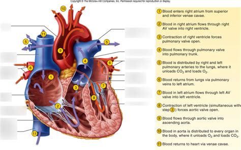 Path of Blood Through the Heart (I) Diagram | Quizlet