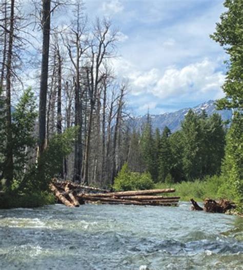 River restoration project will benefit ESA endangered fish - Quad City ...