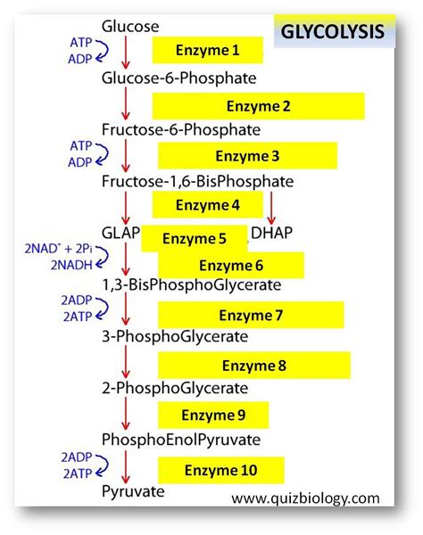 Glycolysis Enzyme Labeling Diagram Quiz | Physiology Quiz