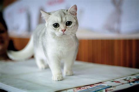 See the Cutest Cat Breeds as Kittens | Reader's Digest