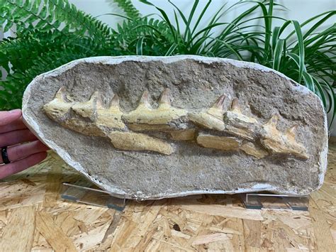 Mosasaur Jaw with Teeth #05