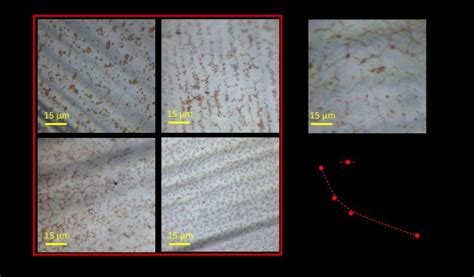 3 (a) Optical images of the bilayer graphene/Cu, and (b) monolayer ...