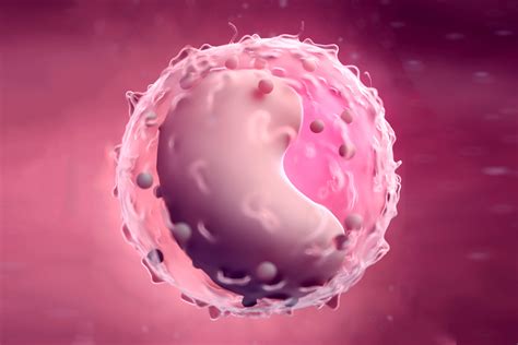 Lymphocytes and Reactive Lymphocytes