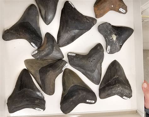 Are shark teeth fossils true fossils? – Research News