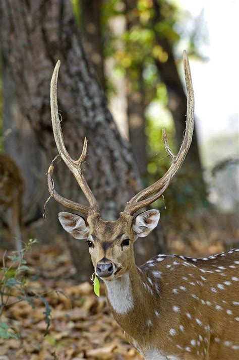 Male Chital Deer Photograph by Tony Camacho - Pixels