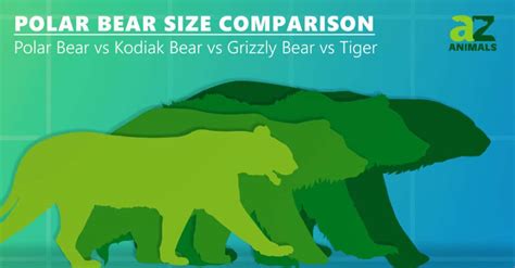 Polar bear size comparison with other animals. | The Food Chain