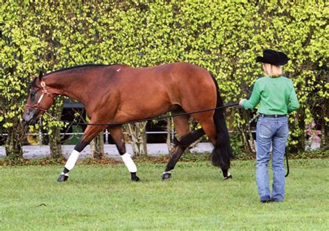 Establish Control on the Longe Line~Trainer Patty Vatterott discusses ...