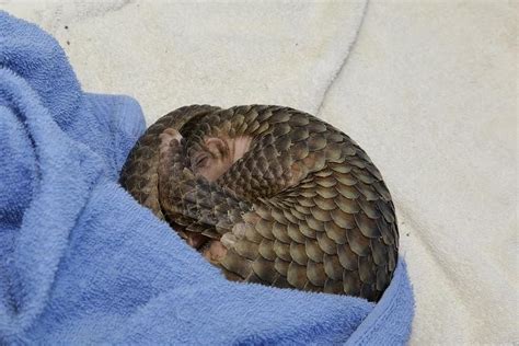 Abandoned baby pangolin successfully hand-raised at Night Safari | The ...