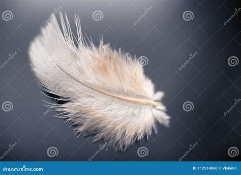 White dove feather stock photo. Image of purity, object - 112514860