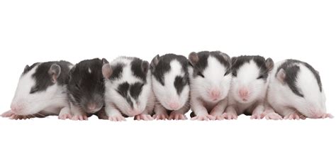 7 Surprising Baby Rat Facts You Probably Didn't Know - Animal Corner