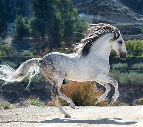 Pura Raza Española stallion, Avatar II. That's Baroque! photo: Alexia ...