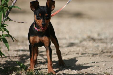 bonellis miniature pinschers | Miniature Pinscher Breeder | Littlerock ...