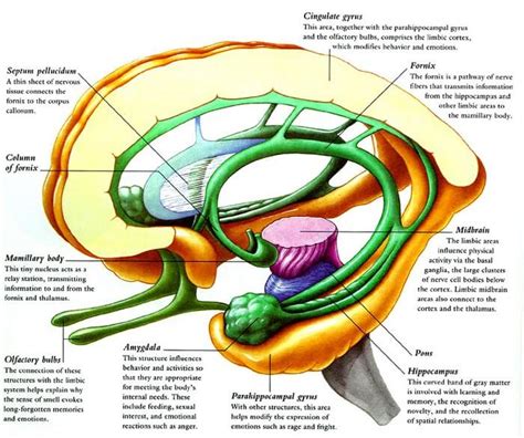 Limbic System Simplified | Epomedicine