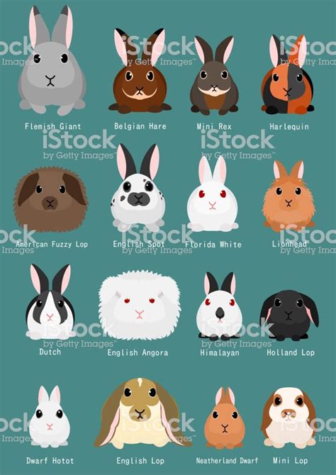 rabbits breeds chart. | Rabbit breeds, Rabbit species, Bunny names