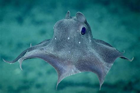 The discovery of a brand new species of Dumbo octopus | Ocean Tales ...