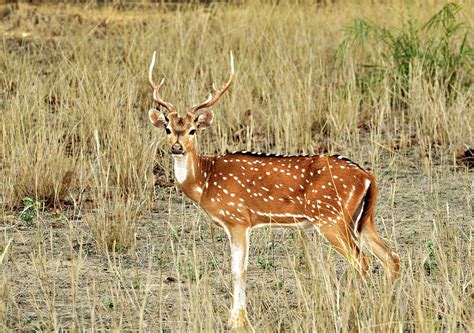 Spotted Deer Chital by Safique Hazarika Photography