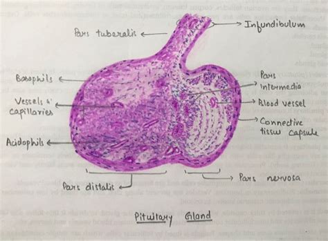 Pituitary gland | Line diagram, Histology slides, Pituitary gland