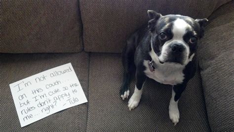 12 Guilty Dogs So Cute You'll Forget How Naughty They Are