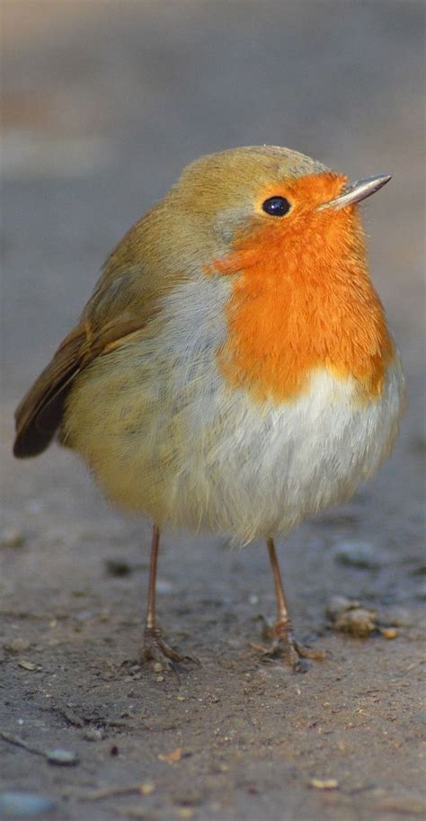 About Wild Animals: Picture of a cute robin | Birds painting, Cute ...