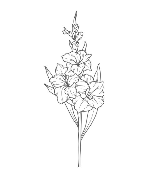 Gladiolus Line Art. Gladiolus outline Illustration. August Birth Month ...