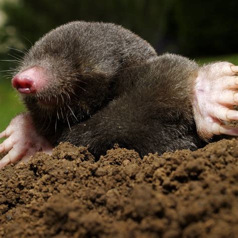 Voles or Moles: What's the Difference?