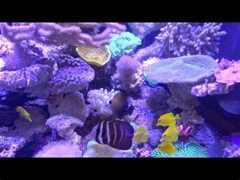 Roman Atwood's Reef Aquarium