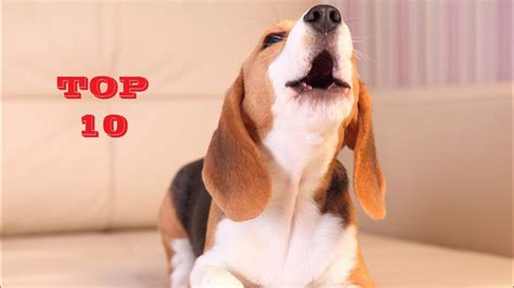 TOP 10 Funny dog barking sounds compilation 2020 - YouTube