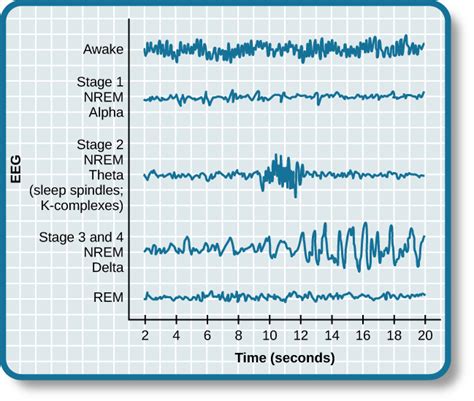 Stages of Sleep – OpenStax Psychology Revisions