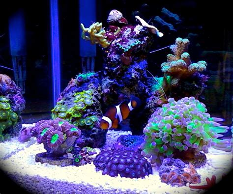 Nice nano tank | Marine aquarium fish, Reef tank aquascaping, Saltwater ...