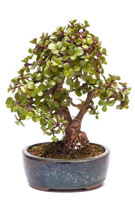 Jade Bonsai | How to Take Care of a Bonsai Tree