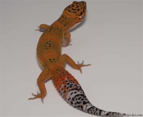 2018 Leopard Gecko Hatchling Update - OnlineGeckos.com Gecko Breeder