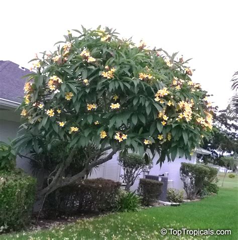 Plumeria Rubra Acutifolia