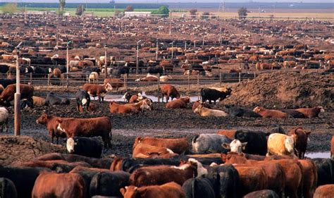 Making meat sustainable: 'Intensive' livestock farms more ecological ...