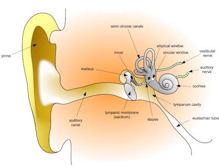 Inner Ear | Anatomy, Structure & Function - Video & Lesson Transcript ...