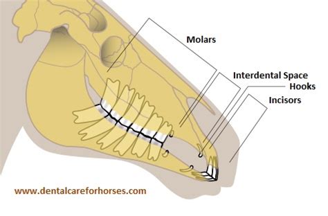 Horse Teeth Anatomy - Anatomy Reading Source