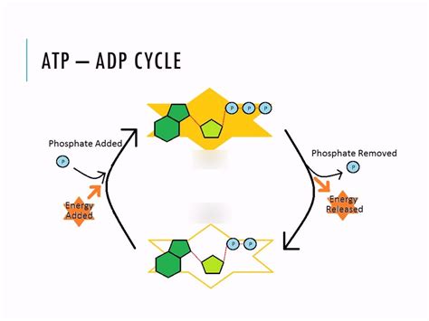 Adp Molecule Diagram Labeled / What is ATP - Biology Wise - It consists ...